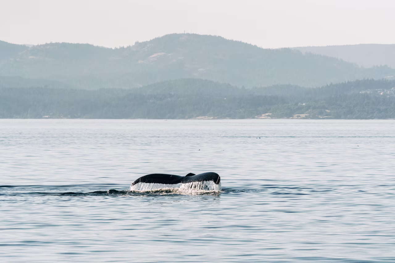Observación de ballenas desde una embarcación zodiac.