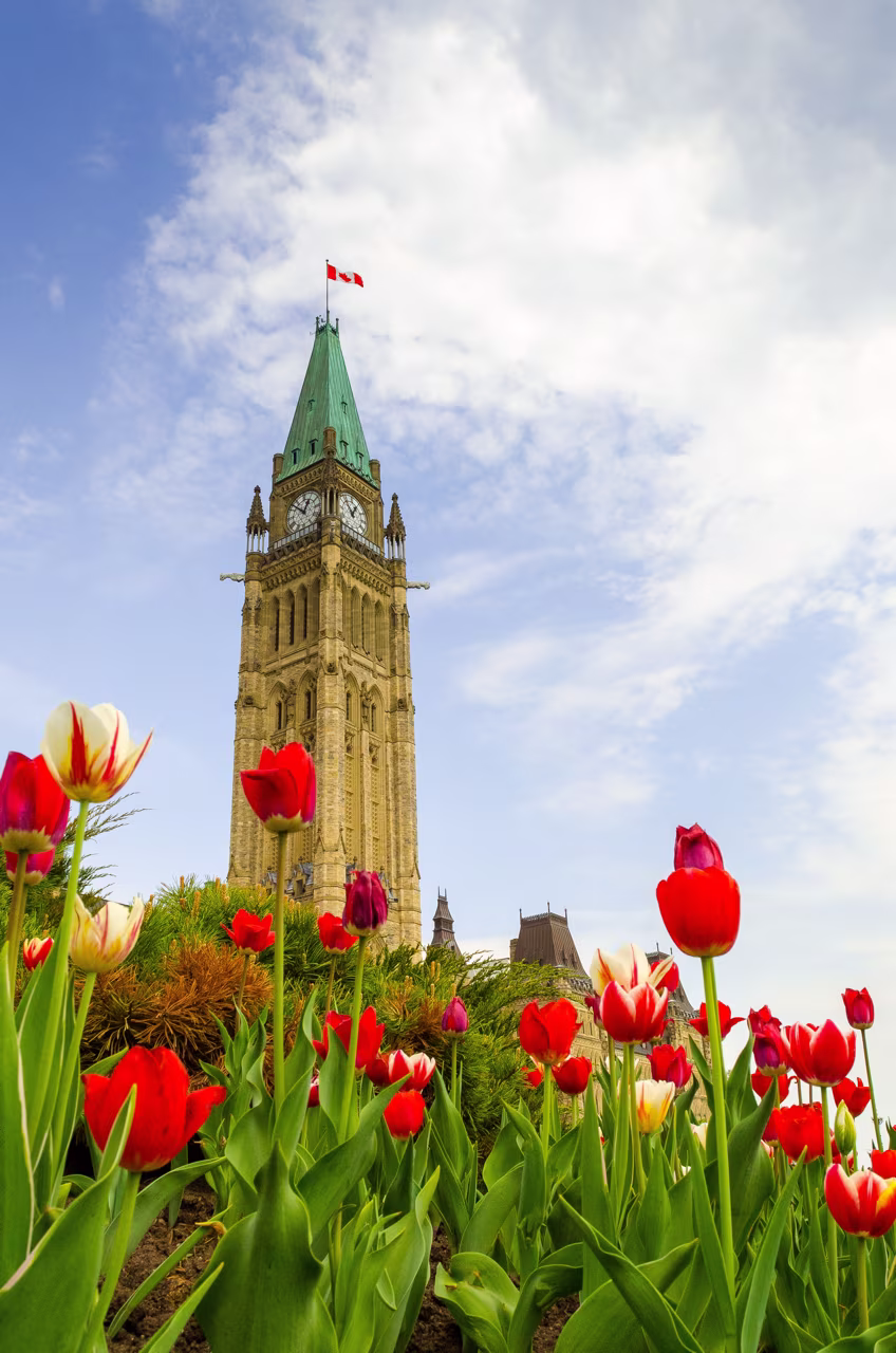 La Torre de la Paz de Ottawa fotografiada con tulipanes en primer plano.
