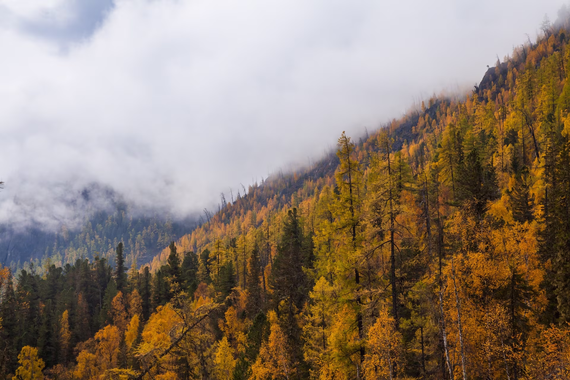 Flanc de montagne brumeux couvert d'une forêt d'automne dense affichant un feuillage jaune et orange vif.