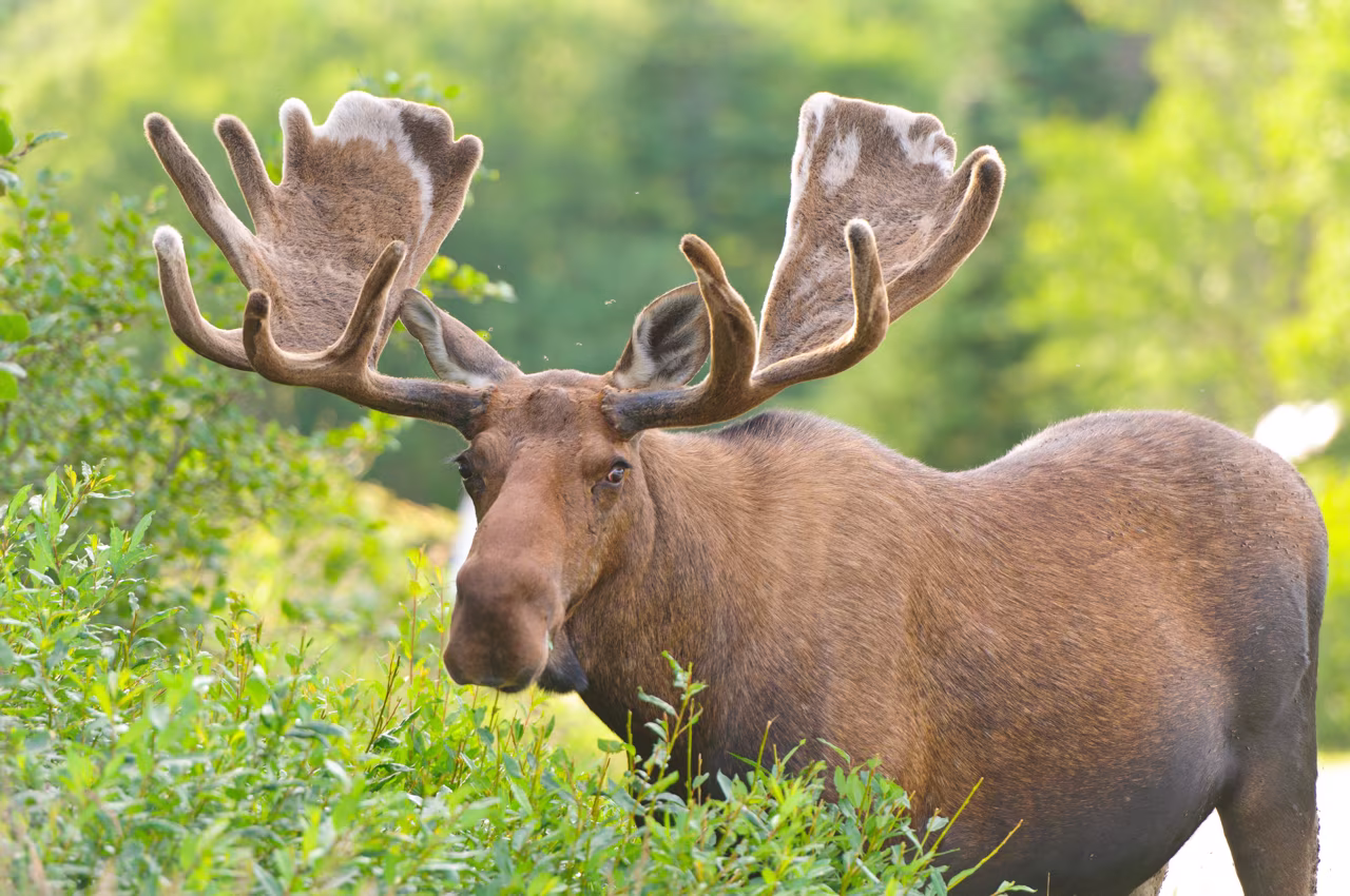 A moose near green plants.